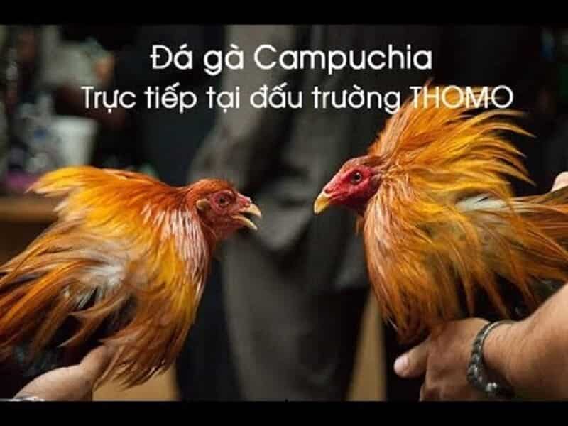 Đá gà campuchia đấu trường thomo