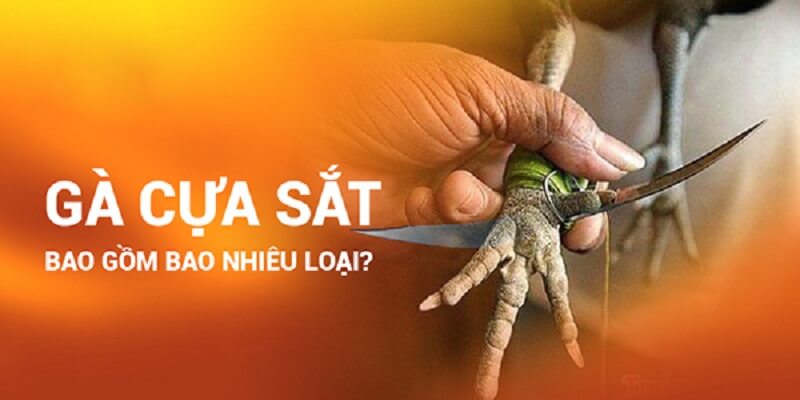 Gà cựa sắt gồm bao nhiêu loại?