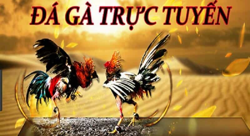 Tổng hợp đá gà trực tuyến