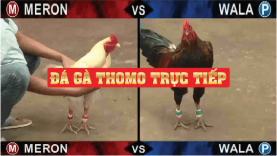 Đá gà thomo trực tiếp 