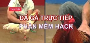 Phần mềm hack đá gà trực tuyến