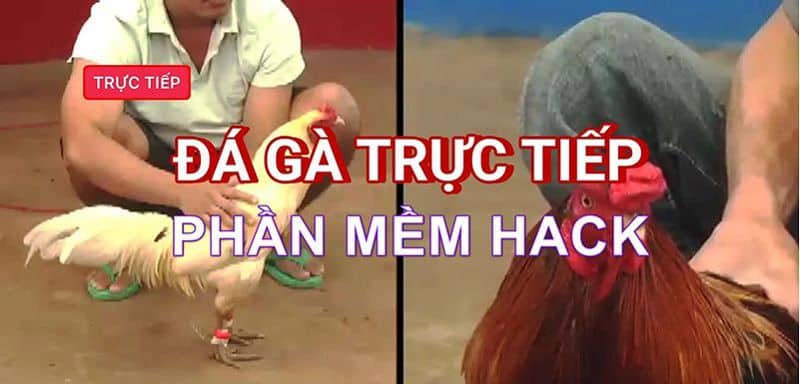 Phần mềm hack đá gà trực tuyến