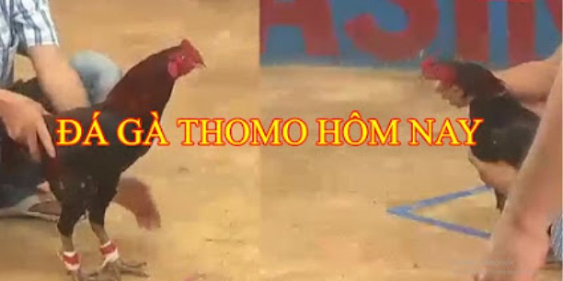 789bet - Địa chỉ xem đá gà thomo hôm nay uy tín